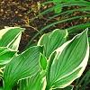 Hosta 'Independence', habit
