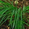 Hosta 'Independence', habit