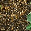 Hosta 'Independence', habit