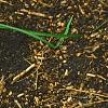Hosta 'Independence', habit