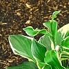 Hosta 'Independence', habit