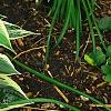 Hosta 'Independence', habit
