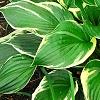 Hosta 'Independence', habit
