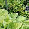 Hosta 'Inniswood', habit