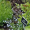 Hosta 'Inniswood', habit