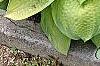 Hosta 'Inniswood', habit