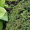 Hosta 'Inniswood', habit