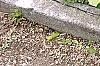 Hosta 'Inniswood', habit