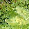 Hosta 'Inniswood', habit
