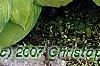 Hosta 'Inniswood', habit