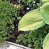 Hosta 'Inniswood', habit