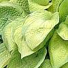 Hosta 'Inniswood', habit