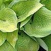 Hosta 'Inniswood', habit
