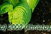 Hosta 'Jewel of the Nile', habit