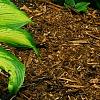 Hosta 'Jewel of the Nile', habit