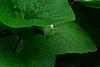 Hosta 'Jewel of the Nile', habit