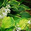 Hosta 'Jewel of the Nile', habit