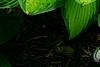 Hosta 'Jewel of the Nile', habit