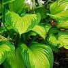 Hosta 'Jewel of the Nile', habit