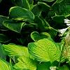 Hosta 'Jewel of the Nile', habit