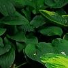 Hosta 'Jewel of the Nile', habit