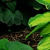 Hosta 'Jewel of the Nile', habit