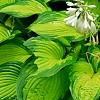Hosta 'Jewel of the Nile', habit