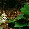 Hosta 'Jewel of the Nile', habit