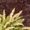 Hosta 'Kabitan', habit