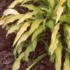 Hosta 'Kabitan', habit