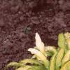Hosta 'Kabitan', habit