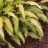 Hosta 'Kabitan', habit