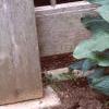 Hosta 'Krossa Regal', habit