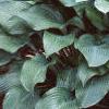 Hosta 'Krossa Regal', habit