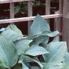 Hosta 'Krossa Regal', habit