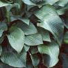 Hosta 'Krossa Regal', habit
