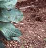 Hosta 'Krossa Regal', habit