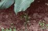 Hosta 'Krossa Regal', habit