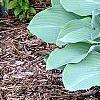 Hosta 'Krossa Regal', habit
