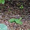 Hosta 'Krossa Regal', habit