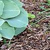 Hosta 'Krossa Regal', habit