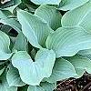 Hosta 'Krossa Regal', habit