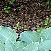 Hosta 'Krossa Regal', habit