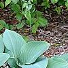 Hosta 'Krossa Regal', habit