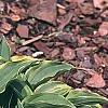 Hosta 'Lemon Delight', habit