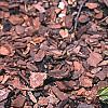 Hosta 'Lemon Delight', habit