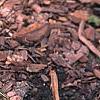 Hosta 'Lemon Delight', habit