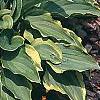 Hosta 'Lemon Delight', habit