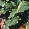 Hosta 'Lemon Delight', habit