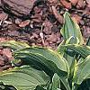 Hosta 'Lemon Delight', habit